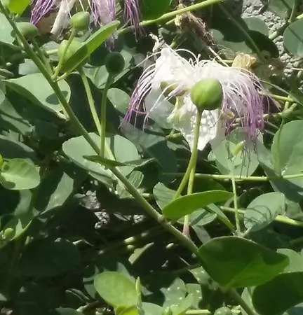 Piazza Umberto דירה ויניאקסטריזי